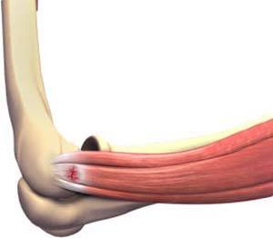 elbow Anatomy